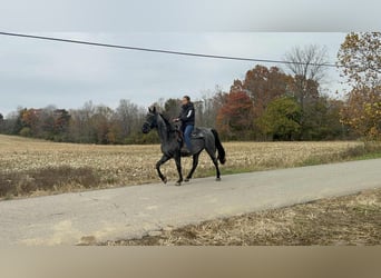 Quarter horse américain, Hongre, 15 Ans, 157 cm, Rouan Bleu