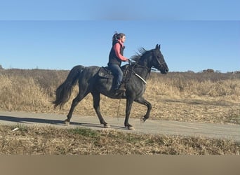 Quarter horse américain, Hongre, 15 Ans, 157 cm, Rouan Bleu