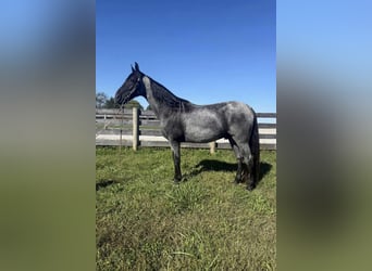Quarter horse américain, Hongre, 15 Ans, 157 cm, Rouan Bleu