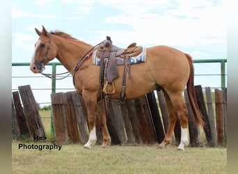 Quarter horse américain Croisé, Hongre, 15 Ans, 160 cm, Alezan dun