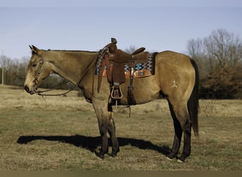 Quarter horse américain, Hongre, 15 Ans, 160 cm, Buckskin