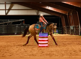 Quarter horse américain, Hongre, 15 Ans, 160 cm, Buckskin