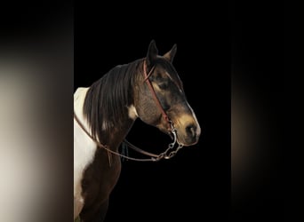 Quarter horse américain, Hongre, 15 Ans, 160 cm, Buckskin