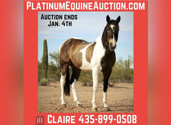 Quarter horse américain, Hongre, 15 Ans, 160 cm, Buckskin
