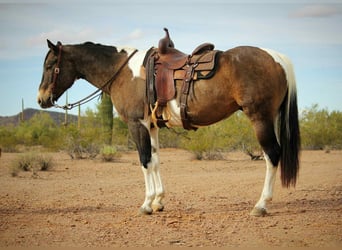 Quarter horse américain, Hongre, 15 Ans, 160 cm, Buckskin
