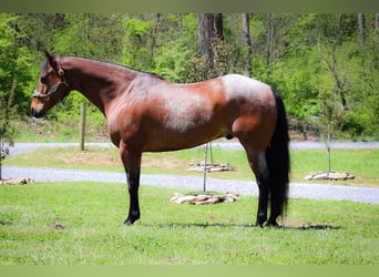Quarter horse américain, Hongre, 15 Ans, 165 cm, Roan-Bay