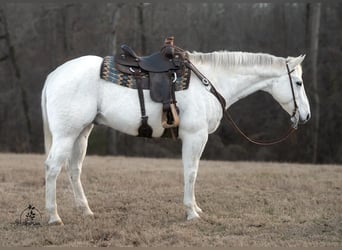 Quarter horse américain, Hongre, 15 Ans, 173 cm, Gris