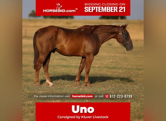 Quarter horse américain, Hongre, 15 Ans, Alezan cuivré