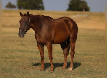 Quarter horse américain, Hongre, 15 Ans, Alezan cuivré