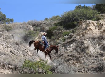 Quarter horse américain, Hongre, 15 Ans, Alezan cuivré