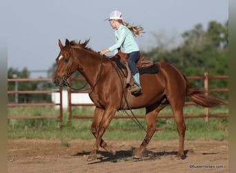 Quarter horse américain, Hongre, 15 Ans, Alezan cuivré