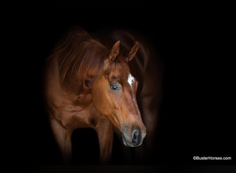 Quarter horse américain, Hongre, 15 Ans, Alezan cuivré