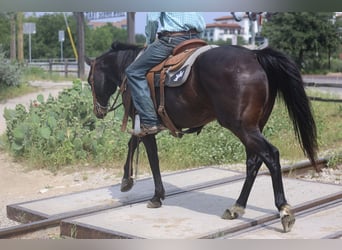 Quarter horse américain, Hongre, 15 Ans, Bai