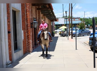 Quarter horse américain, Hongre, 15 Ans, Buckskin