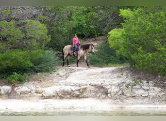 Quarter horse américain, Hongre, 15 Ans, Buckskin