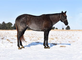 Quarter horse américain, Hongre, 15 Ans, Rouan bleu