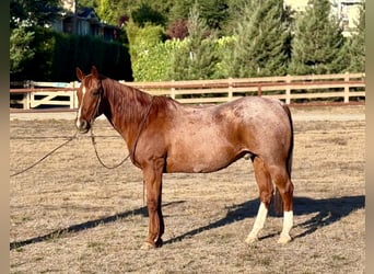 Quarter horse américain, Hongre, 15 Ans, Rouan Rouge