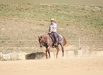 Quarter horse américain, Hongre, 15 Ans, Rouan Rouge