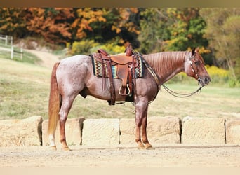 Quarter horse américain, Hongre, 15 Ans, Rouan Rouge