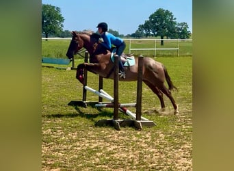 Quarter horse américain, Hongre, 15 Ans, Rouan Rouge