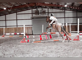 Quarter horse américain, Hongre, 15 Ans, Rouan Rouge