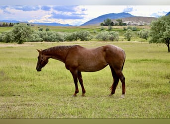 Quarter horse américain, Hongre, 15 Ans, Rouan Rouge