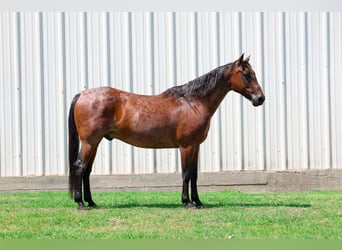 Quarter horse américain, Hongre, 15 Ans