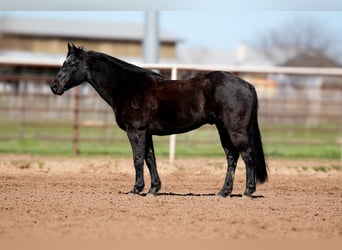 Quarter horse américain, Hongre, 16 Ans, 140 cm, Noir