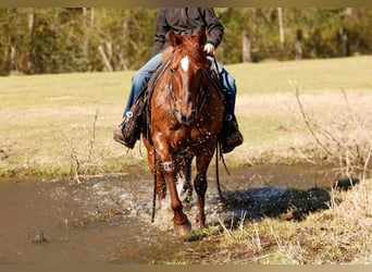 Quarter horse américain, Hongre, 16 Ans, 142 cm, Alezan cuivré