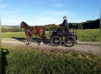Quarter horse américain, Hongre, 16 Ans, 145 cm, Bai