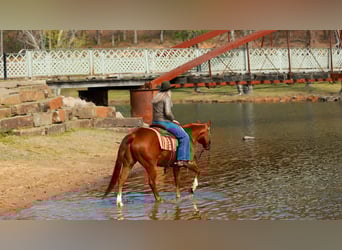 Quarter horse américain, Hongre, 16 Ans, 147 cm, Alezan cuivré