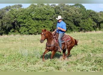 Quarter horse américain, Hongre, 16 Ans, 150 cm, Alezan brûlé