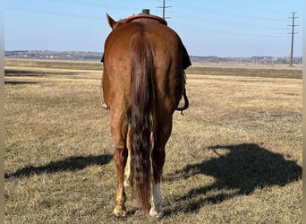 Quarter horse américain, Hongre, 16 Ans, 150 cm, Alezan cuivré