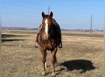 Quarter horse américain, Hongre, 16 Ans, 150 cm, Alezan cuivré