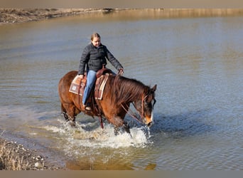 Quarter horse américain, Hongre, 16 Ans, 150 cm, Bai cerise