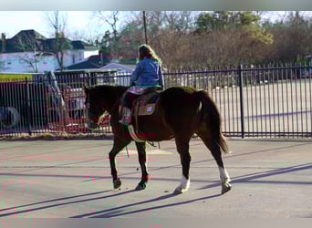 Quarter horse américain, Hongre, 16 Ans, 150 cm, Bai cerise