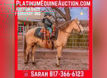 Quarter horse américain, Hongre, 16 Ans, 150 cm, Champagne