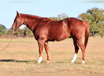 Quarter horse américain, Hongre, 16 Ans, 152 cm, Alezan brûlé