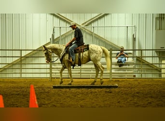 Quarter horse américain, Hongre, 16 Ans, 152 cm, Blanc