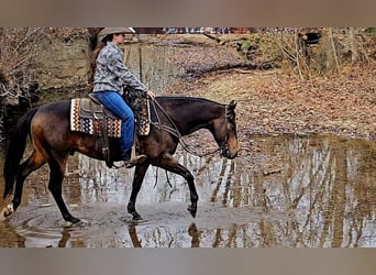 Quarter horse américain, Hongre, 16 Ans, 152 cm, Buckskin