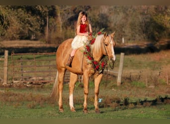 Quarter horse américain, Hongre, 16 Ans, 152 cm, Palomino