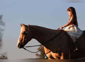 Quarter horse américain, Hongre, 16 Ans, 152 cm, Palomino