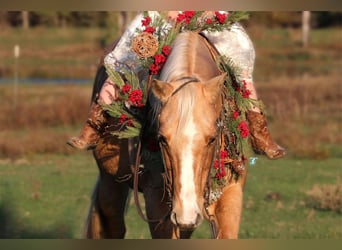 Quarter horse américain, Hongre, 16 Ans, 152 cm, Palomino