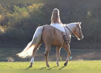 Quarter horse américain, Hongre, 16 Ans, 152 cm, Palomino