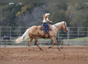 Quarter horse américain, Hongre, 16 Ans, 152 cm, Palomino