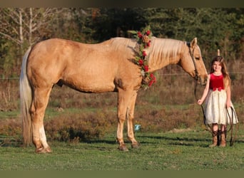 Quarter horse américain, Hongre, 16 Ans, 152 cm, Palomino