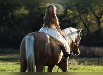Quarter horse américain, Hongre, 16 Ans, 152 cm, Palomino