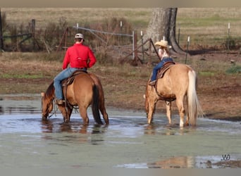 Quarter horse américain, Hongre, 16 Ans, 152 cm, Palomino