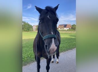 Quarter horse américain Croisé, Hongre, 16 Ans, 153 cm, Noir