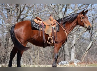 Quarter horse américain, Hongre, 16 Ans, 155 cm, Bai cerise